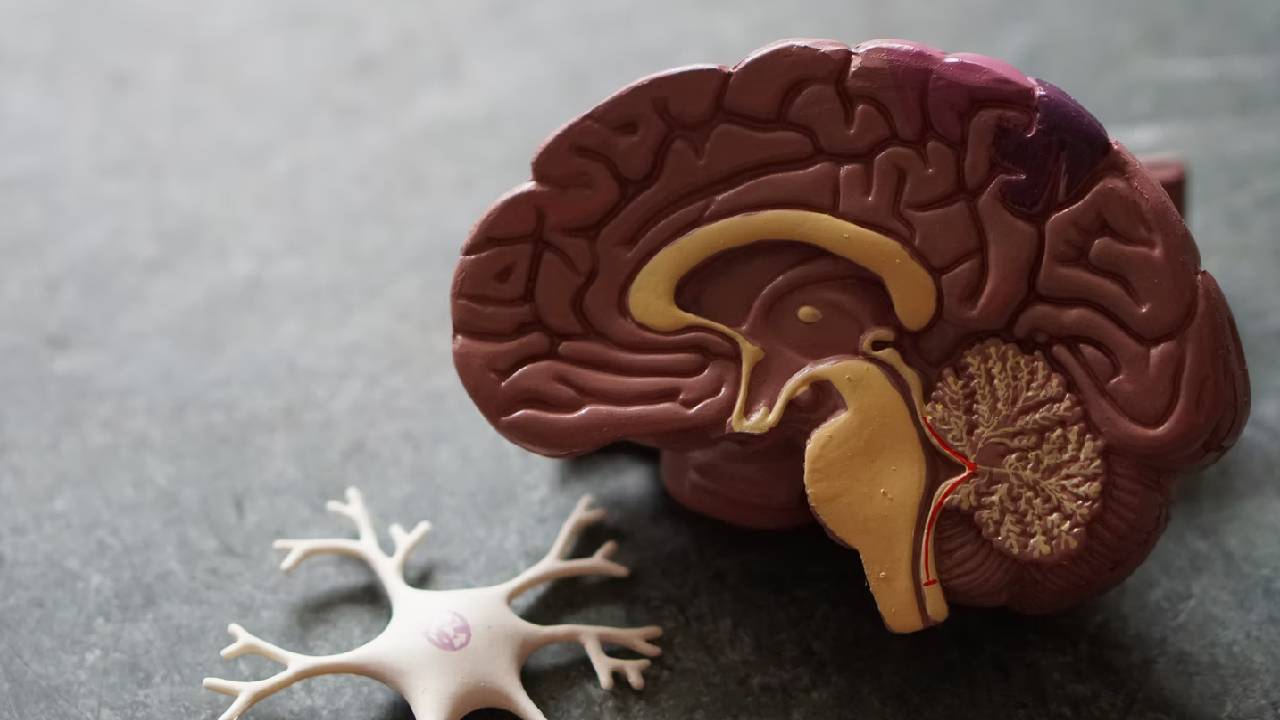 Beyin ve sinir cerrahisi nedir? Hangi hastalıklara bakar?