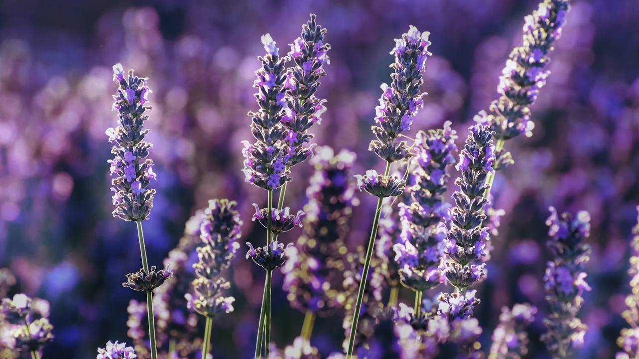 Lavanta Yağının Faydaları Nelerdir? Lavanta Çayı Hepatit B'ye İyi Gelir mi?