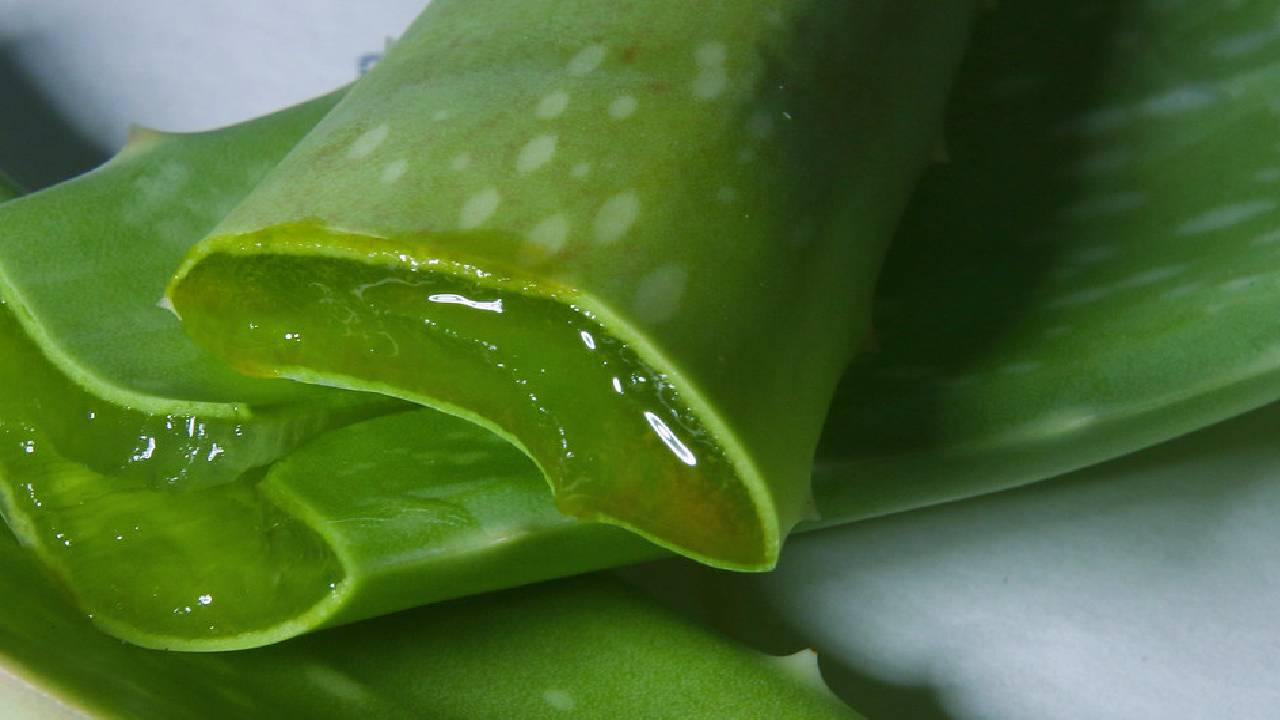 Aloe vera cilt kırışıklığına iyi gelir mi?  Aloe vera cilde nasıl uygulanır?