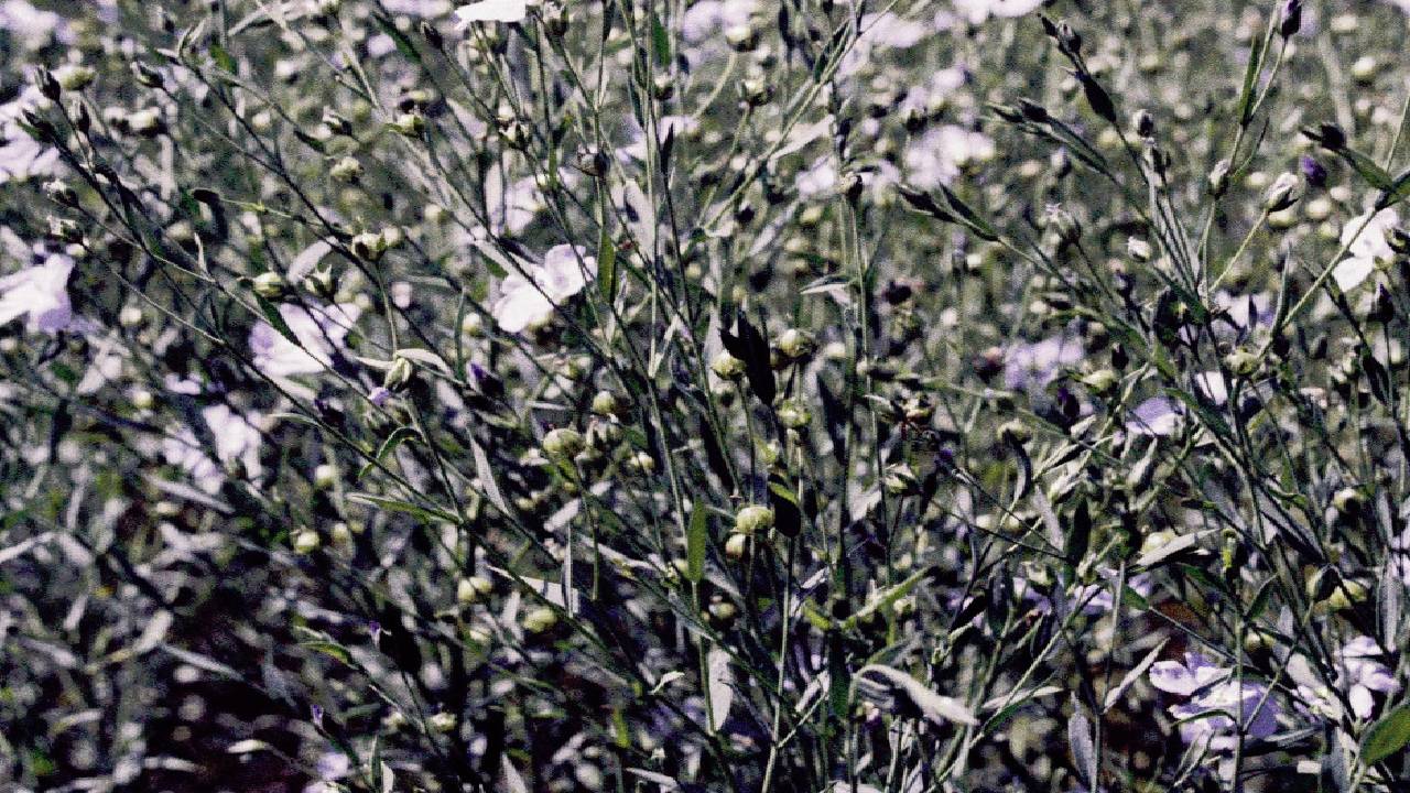 İbni Sina'nın kuru öksürük için 4 özel reçetesi