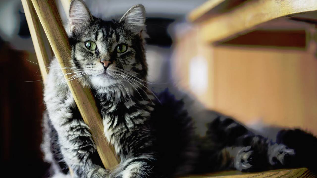 Patili dostunuzu yavaş yavaş öldürmek istemiyorsanız bu yiyecekleri sakın vermeyin