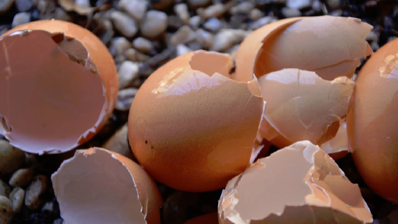 Yumurta kabuklarını sakın çöpe atmayın! İşte az bilinen kullanım alanları