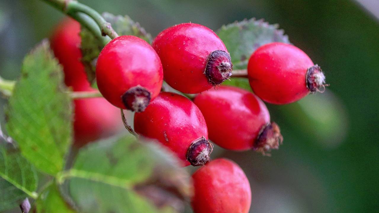Kuşburnu çekirdeği yağı ne için kullanılır? Faydaları nelerdir?
