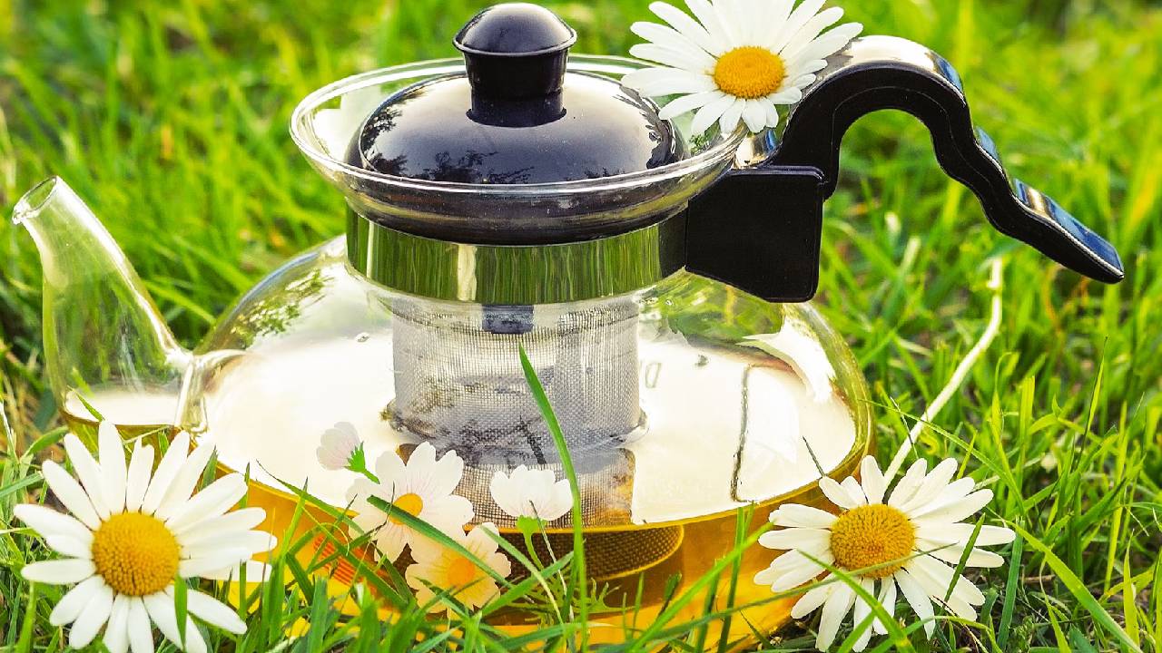 Stresi azaltıyor, adeta doğal adet söktürücü! İşte papatya çayının çok az bilinen faydaları