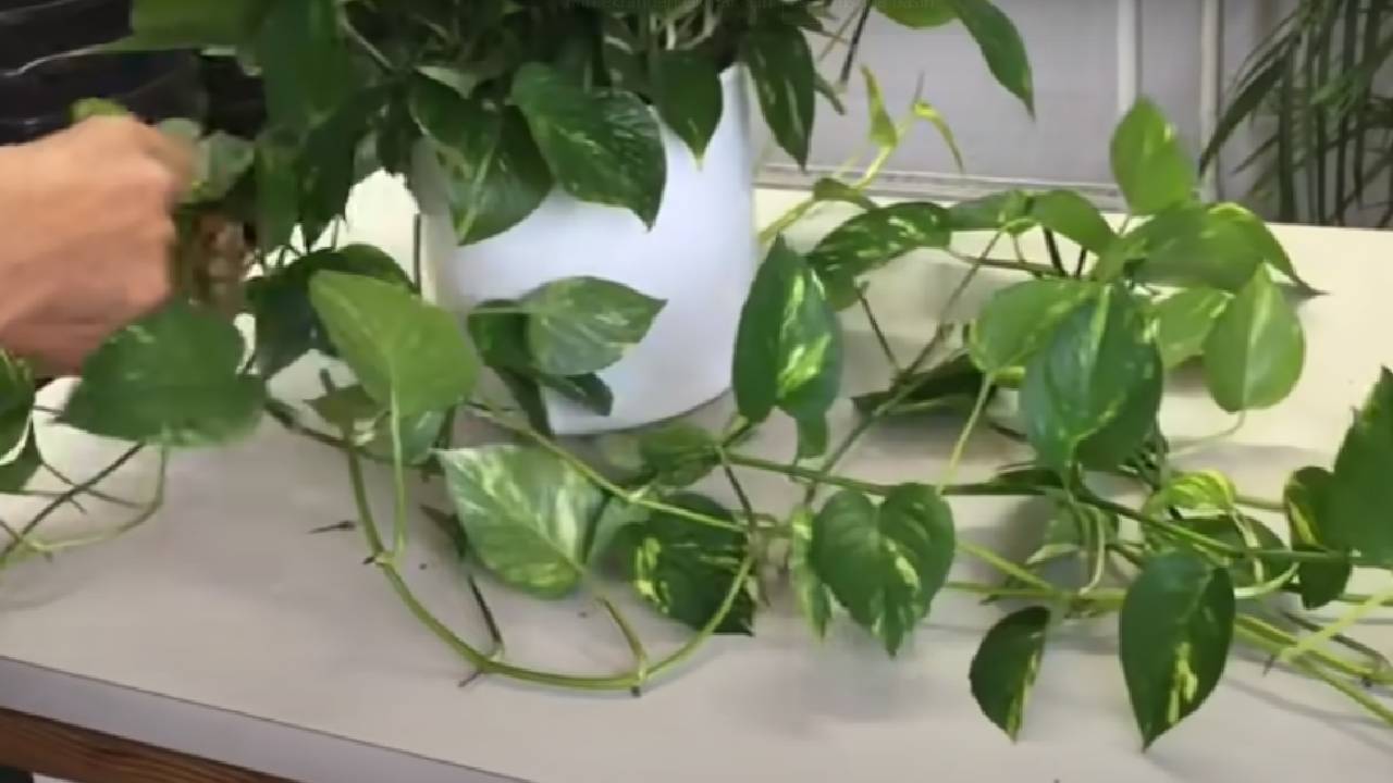 Bu püf noktaları ile sarmaşık bitkinizi çoşturun...