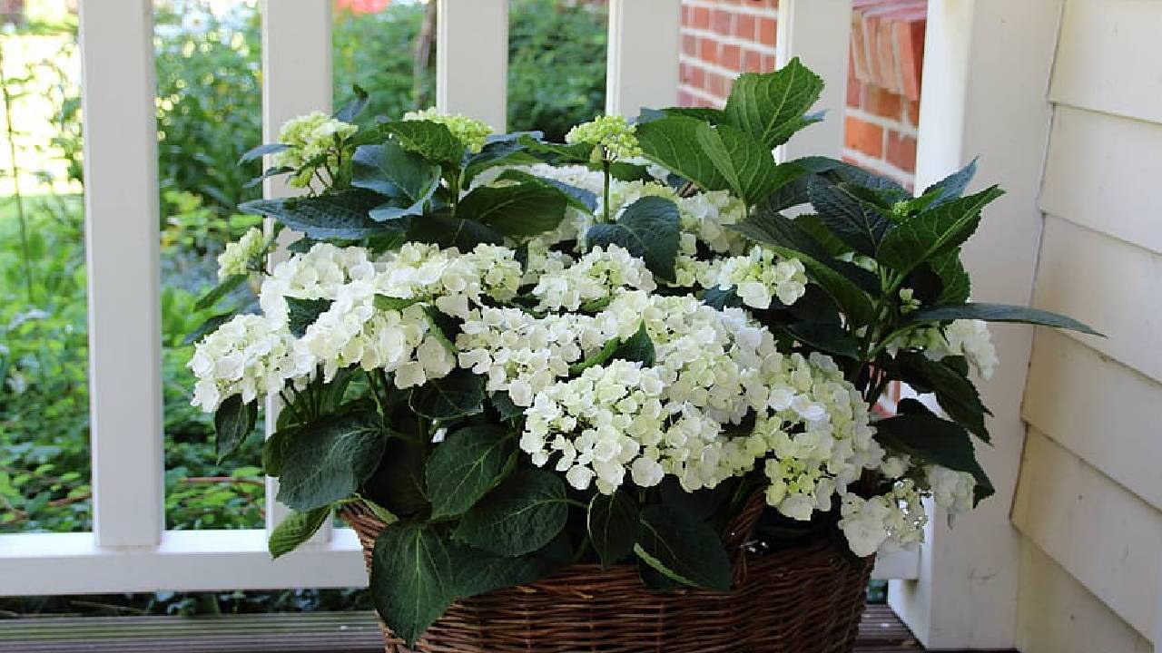 Ortanca bakımı nasıl yapılır? Ortancalar ne sıklıkta sulanmalıdır?