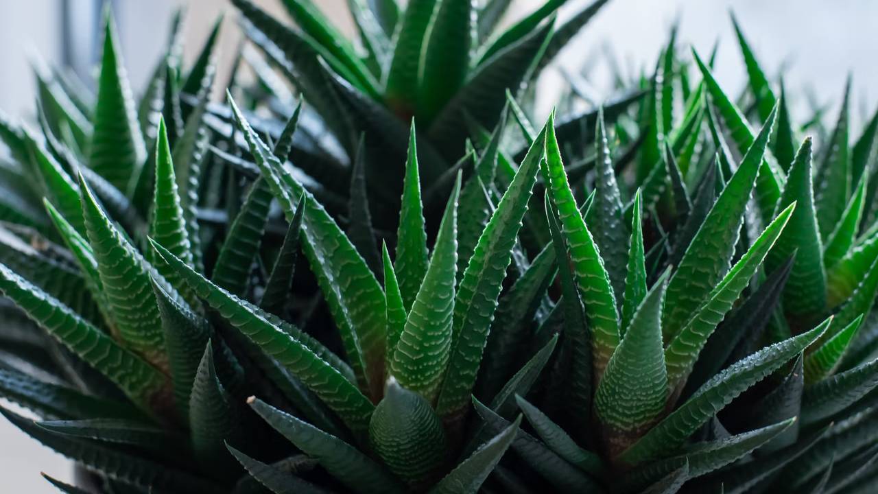 Evde aloe vera bakımı nasıl yapılmalı? İşte püf noktalarıyla aloe vera bakımı