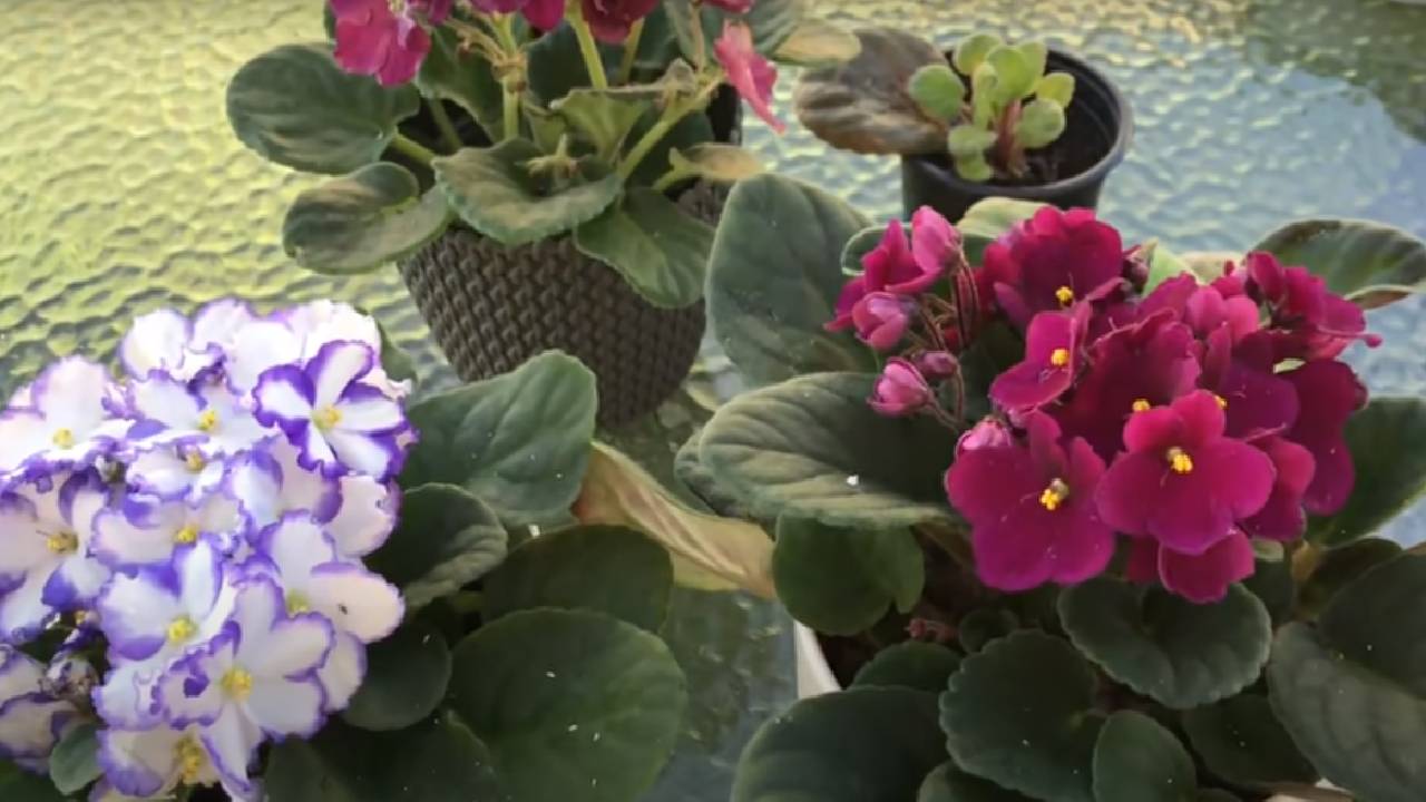 Evde menekşe bakımı nasıl olur? Menekşe bakımının püf noktaları nelerdir?