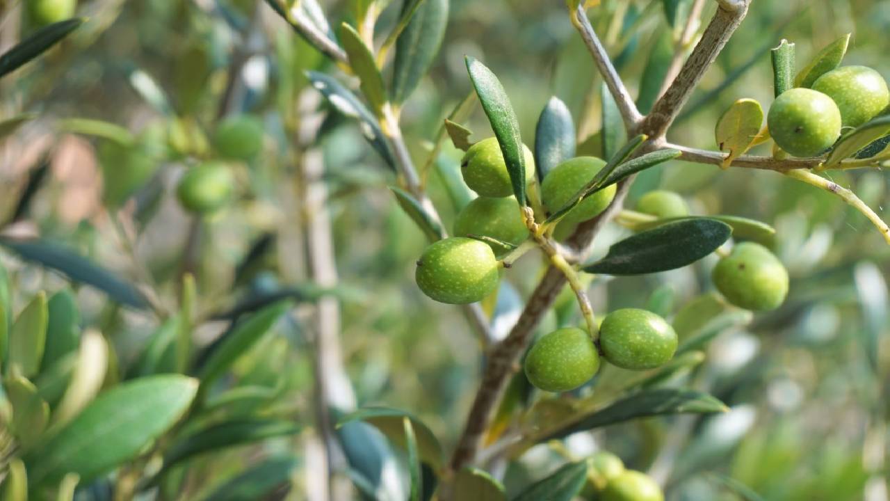 Zeytin yaprağı çayı neye iyi gelir, faydaları nelerdir? Zeytin yaprağı çayı nasıl hazırlanır?